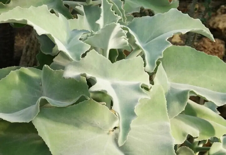 Kalanchoe Beharensis