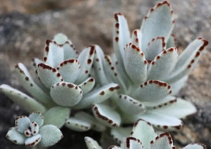 Kalanchoe Tomentosa