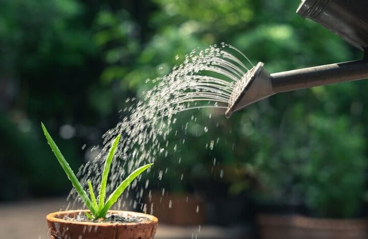 Aloe Vera Watering