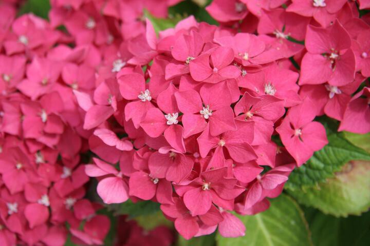 Pink hydrangea flowers