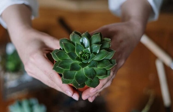 tips for fertilization